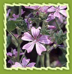 Country Mallow