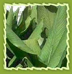 Turmeric leaf oil, Turmeric Oil