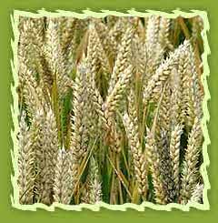 Wheat germ oil