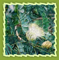 Albizia Lebbeck