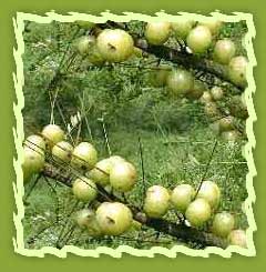 Herbal Amla