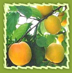 Dried Apricot Fruit