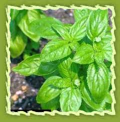 Basil oil