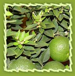 Bergamot Essential Oil