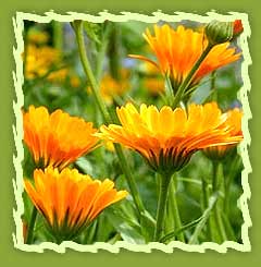 Calendula Officinalis