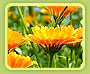 Calendula Officinals