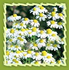 Maticia Chamomile