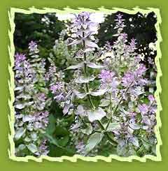 Clary sage oil