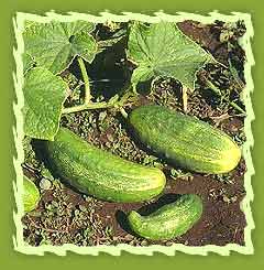 Cucumber Plant