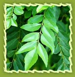 Curry leaf oil