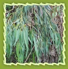 Eucalyptus oil