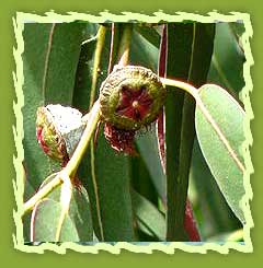 Eucalyptus