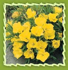 Evening primrose oil