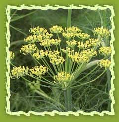 Fennel oil