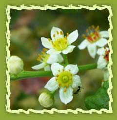 Frankincense oil