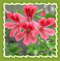 Geranium oil