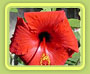 Red Hibiscus