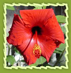 Hibiscus Flower