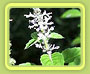 Sacred Basil