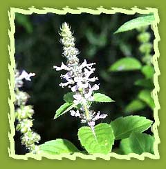 Holy Basil