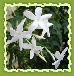 Jasmine Flower