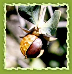 Jojoba  oil