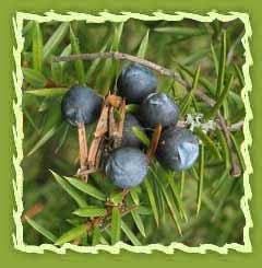 Juniper berry oil