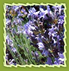 Lavender oil