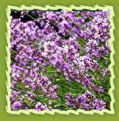 Lavender Oil