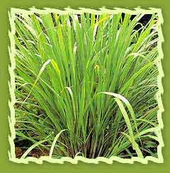 Lemon Grass