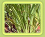 Lemon Grass