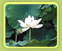 Lotus Flowers