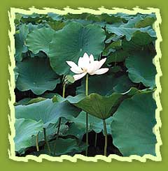 Lotus Flower