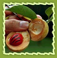 Nutmeg Seeds