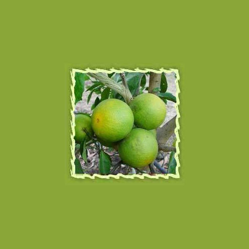 Neroli Oil ( Citrus Auratium)