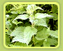 Nettle Leaves