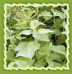 Nettle Leaves