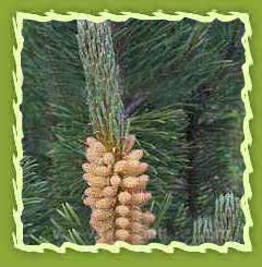 Pine oil