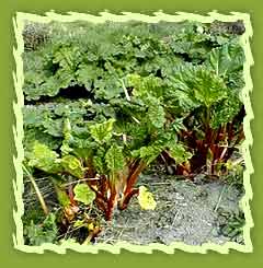 Rhubarb Roots