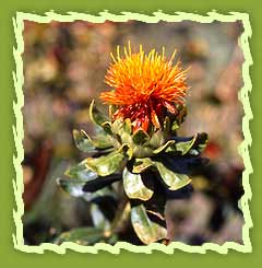 Safflower Seeds