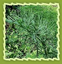 Dill Seeds