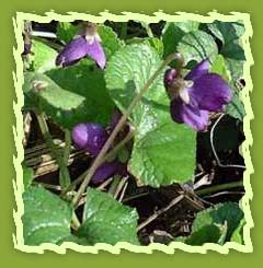 Violet Flowers