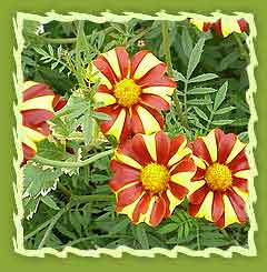 Tagetes oil