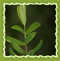 Tea tree oil