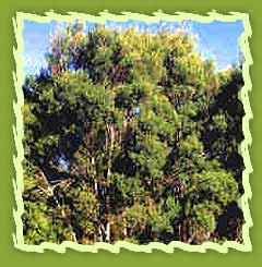 Natural Tea Tree Oil