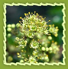 Toothache Tree Seeds