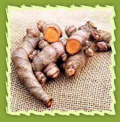 Turmeric Rhizomes