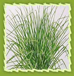 Vetiver oil