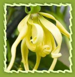 Ylang Ylang oil